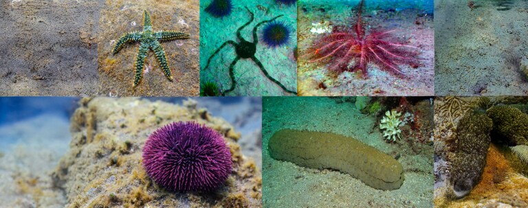 echinoderms