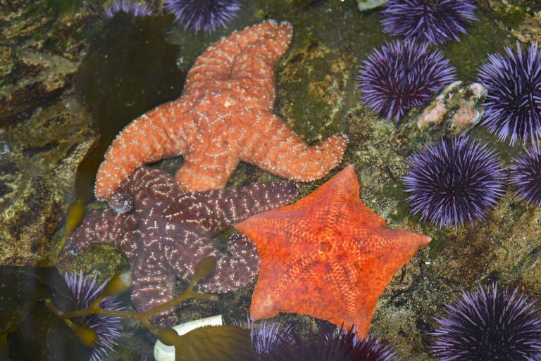 echinoderms
