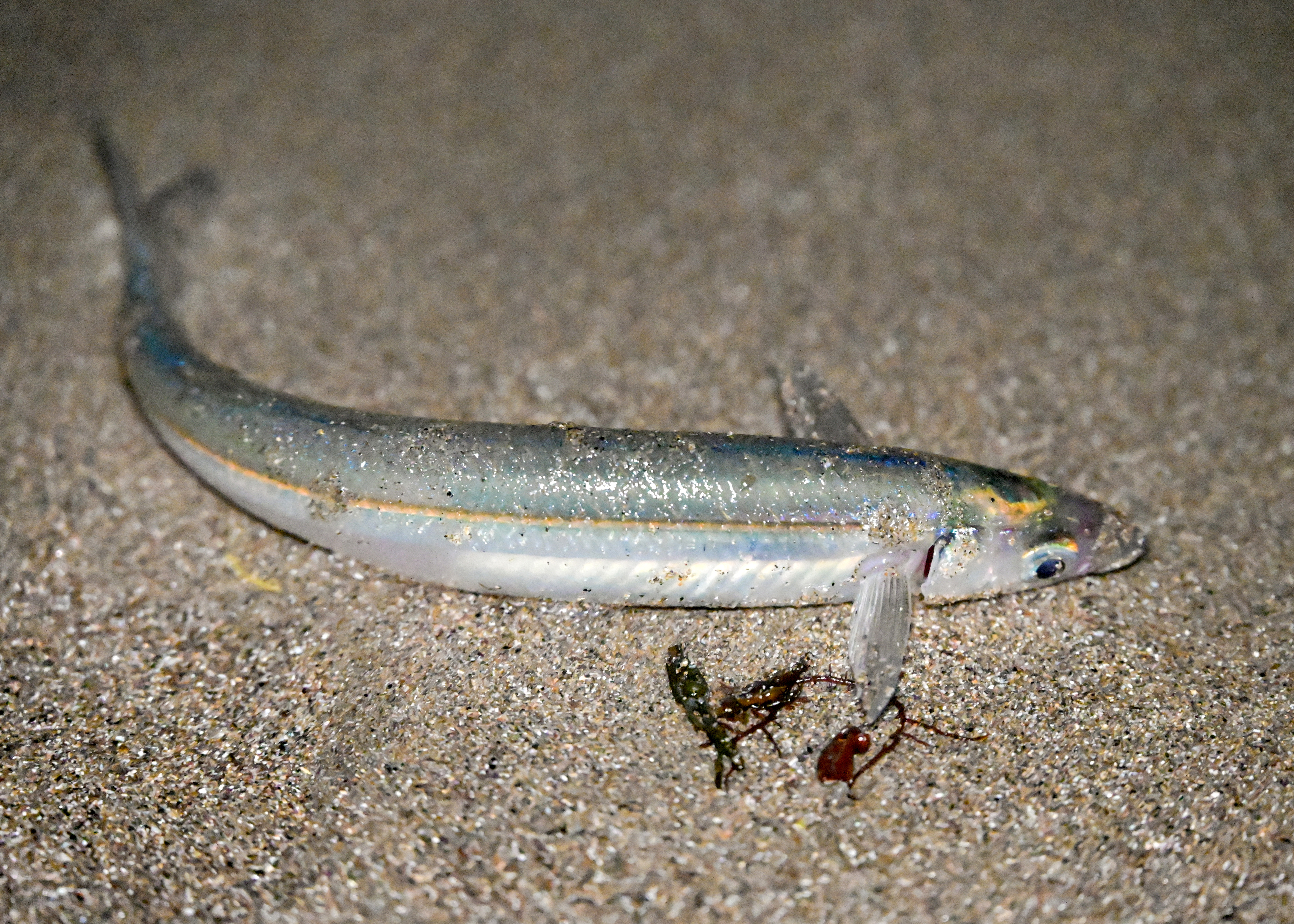 Grunion on Beach