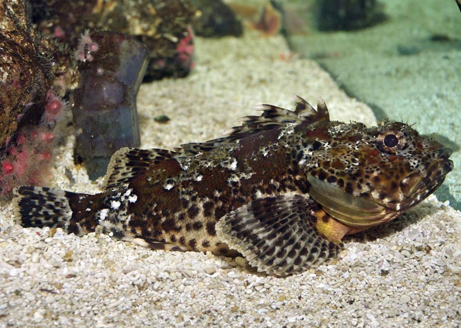 scorpionfish