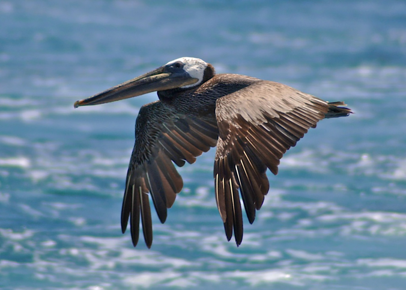 Brown Pelican