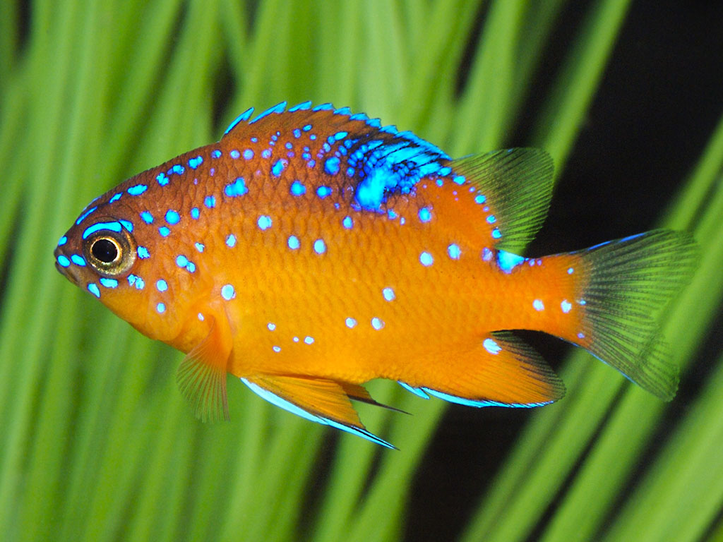 Garibaldi Juvenile