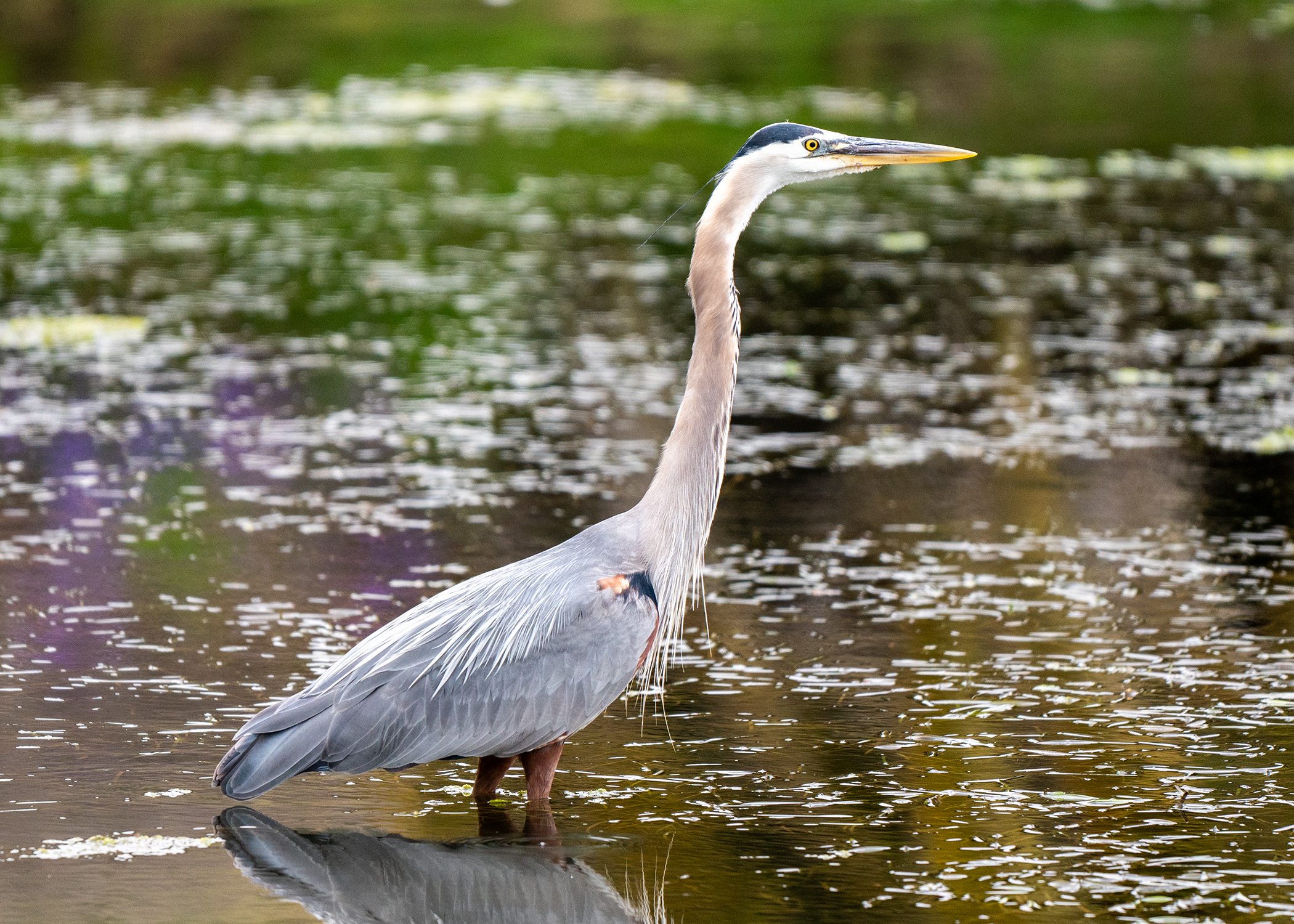 Great Blue heron