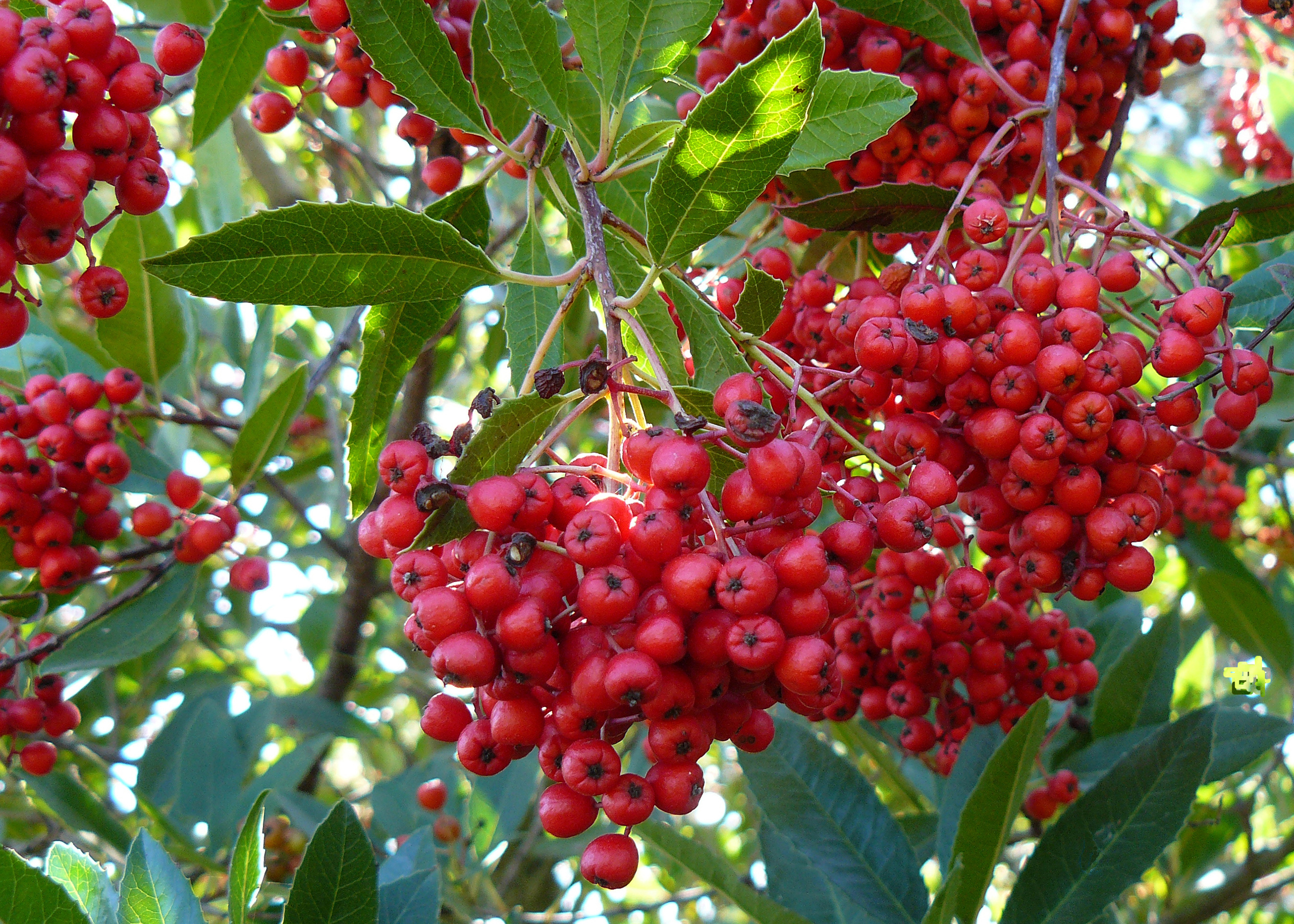 Toyon