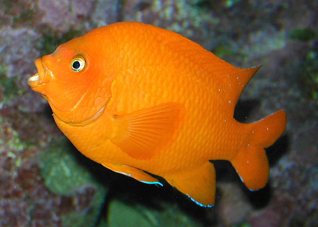 Garibaldi Adult