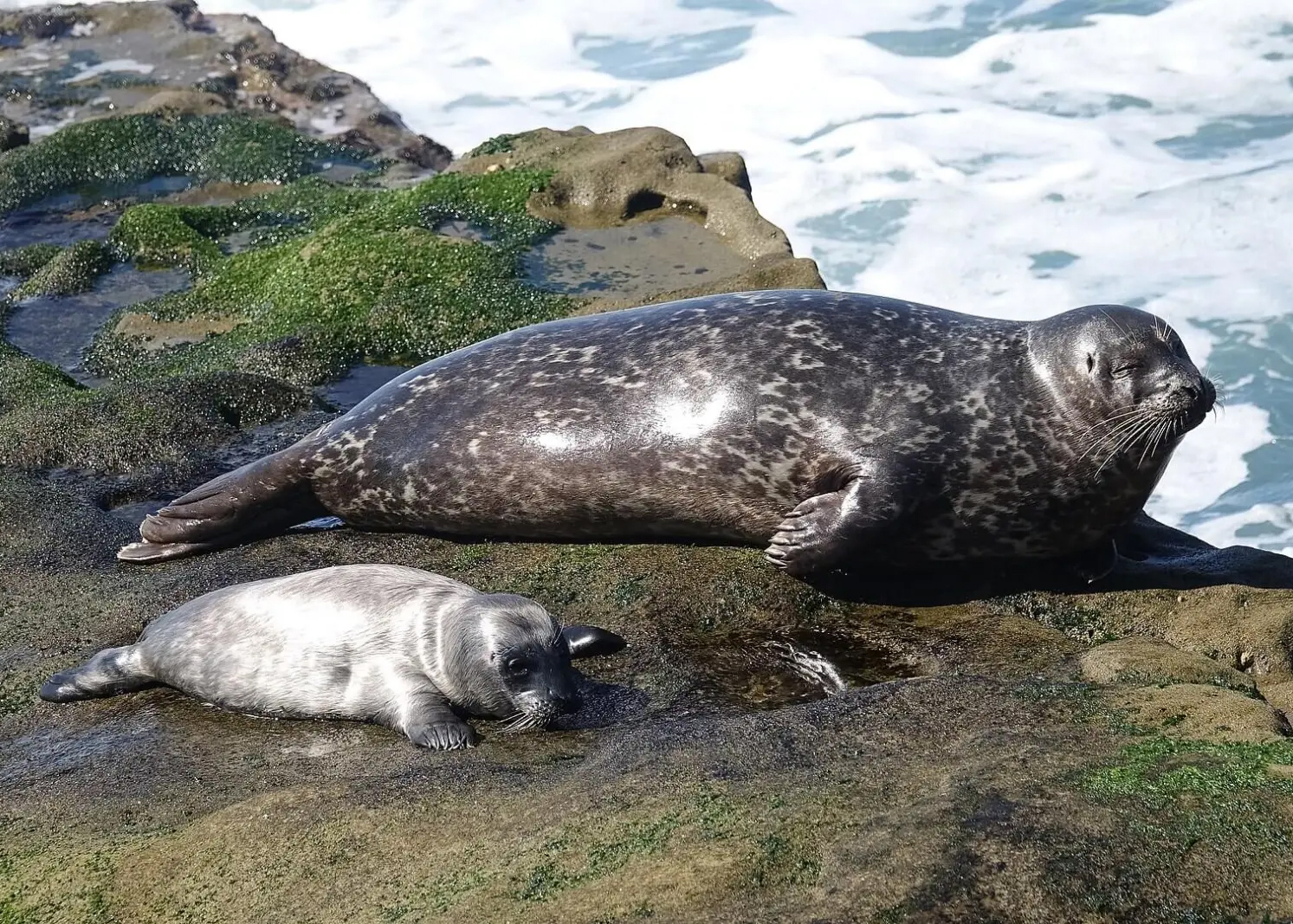 Harbor Seal on rocks