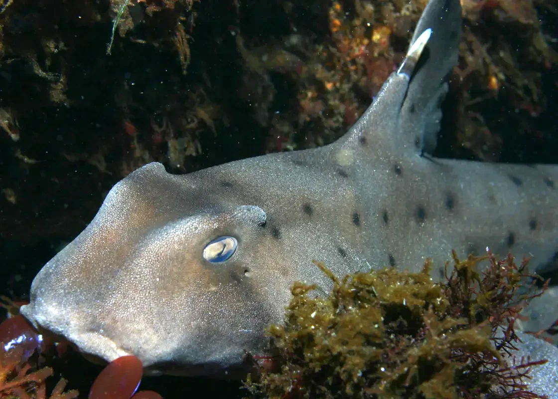 horn shark