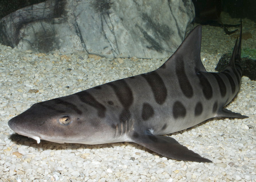 leopard shark