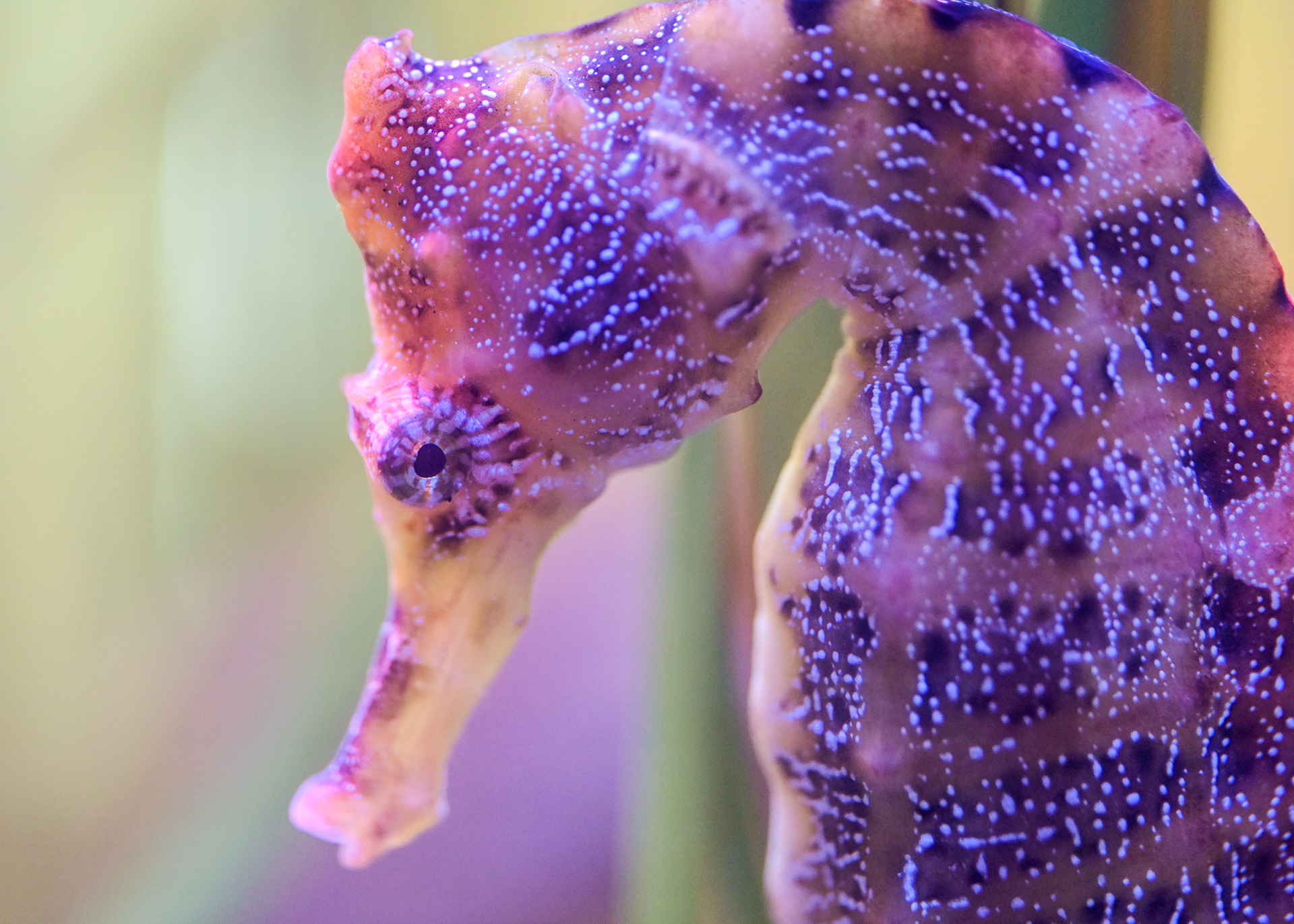 seahorse