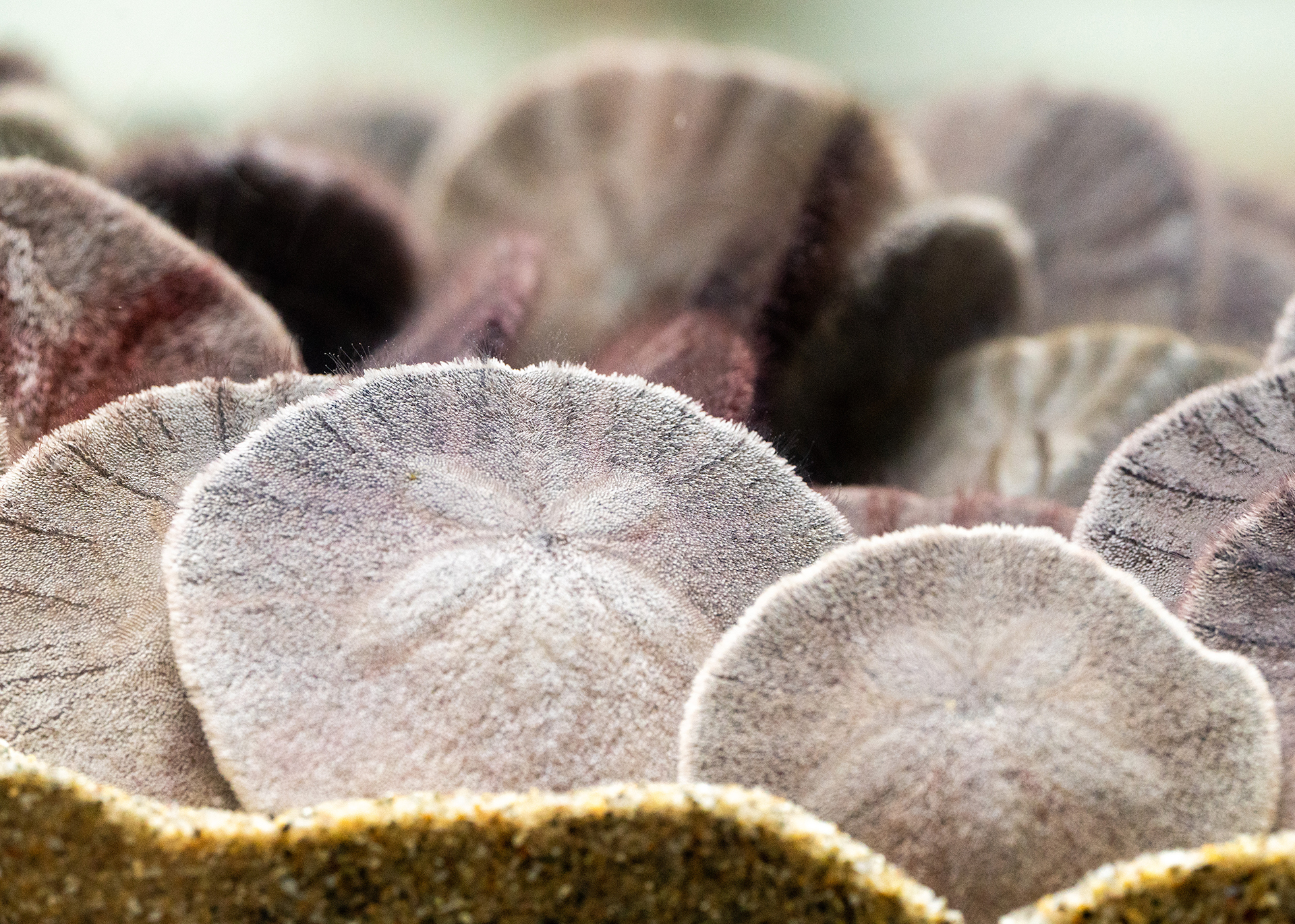 Sand Dollars