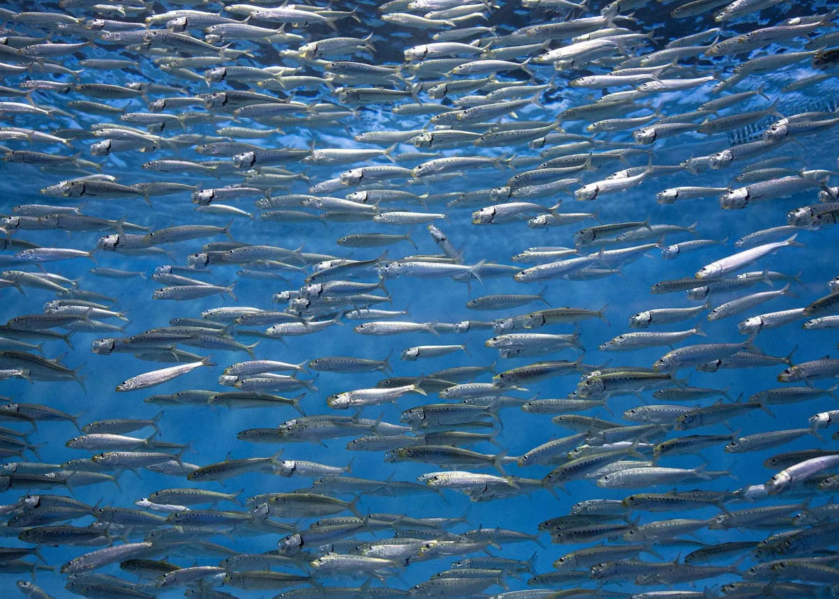 sardine