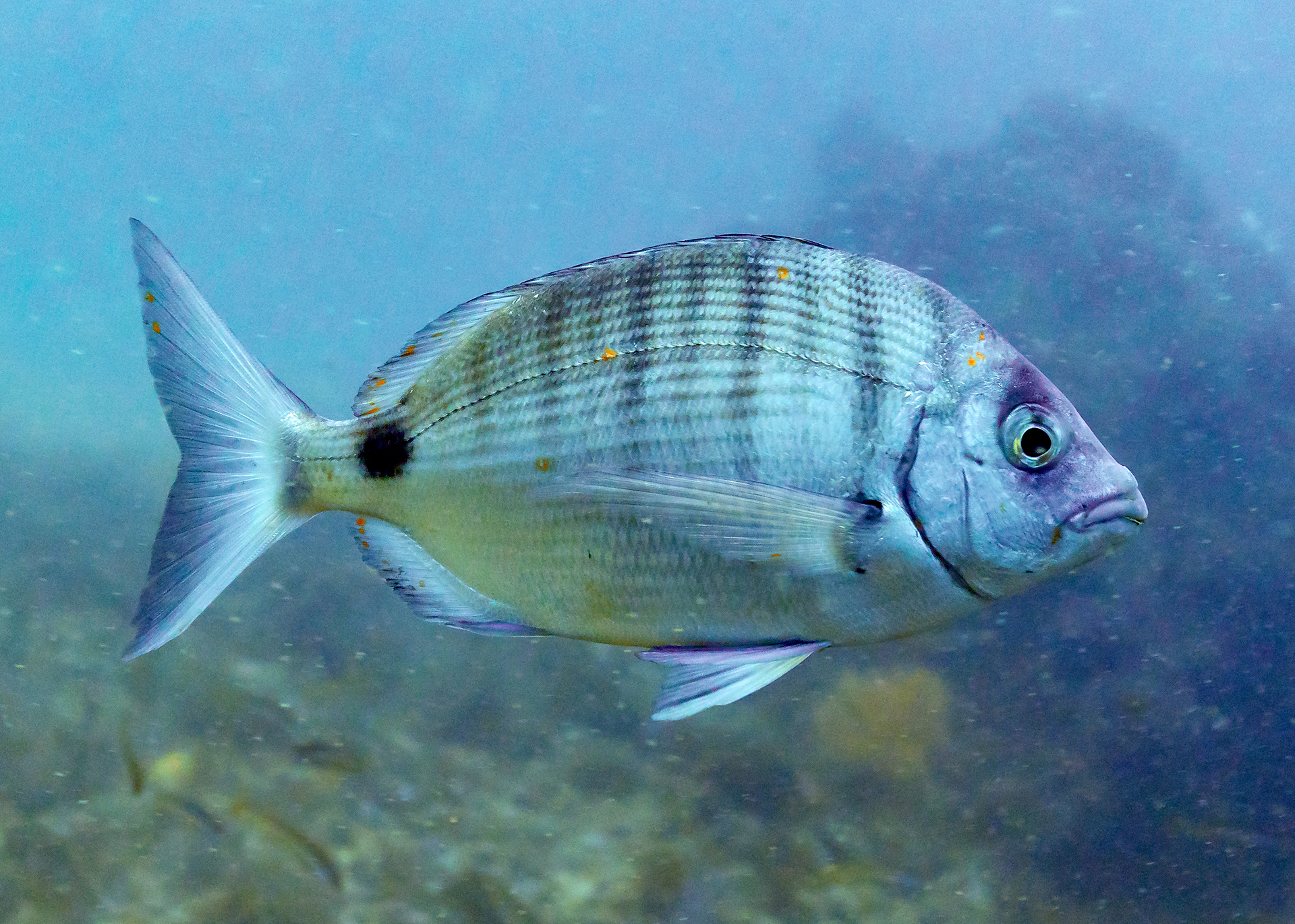 Sargo | Cabrillo Marine Aquarium - San Pedro, California