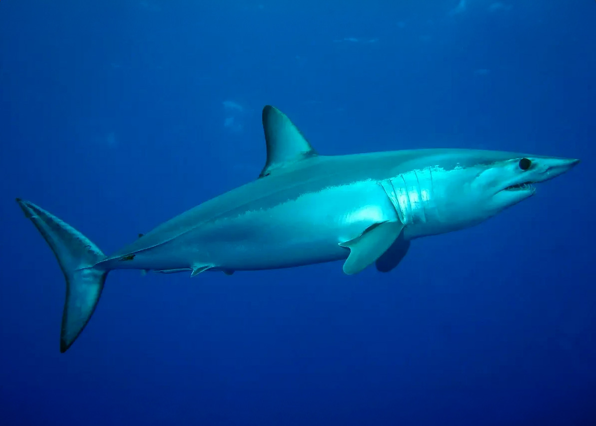 short fin mako shark