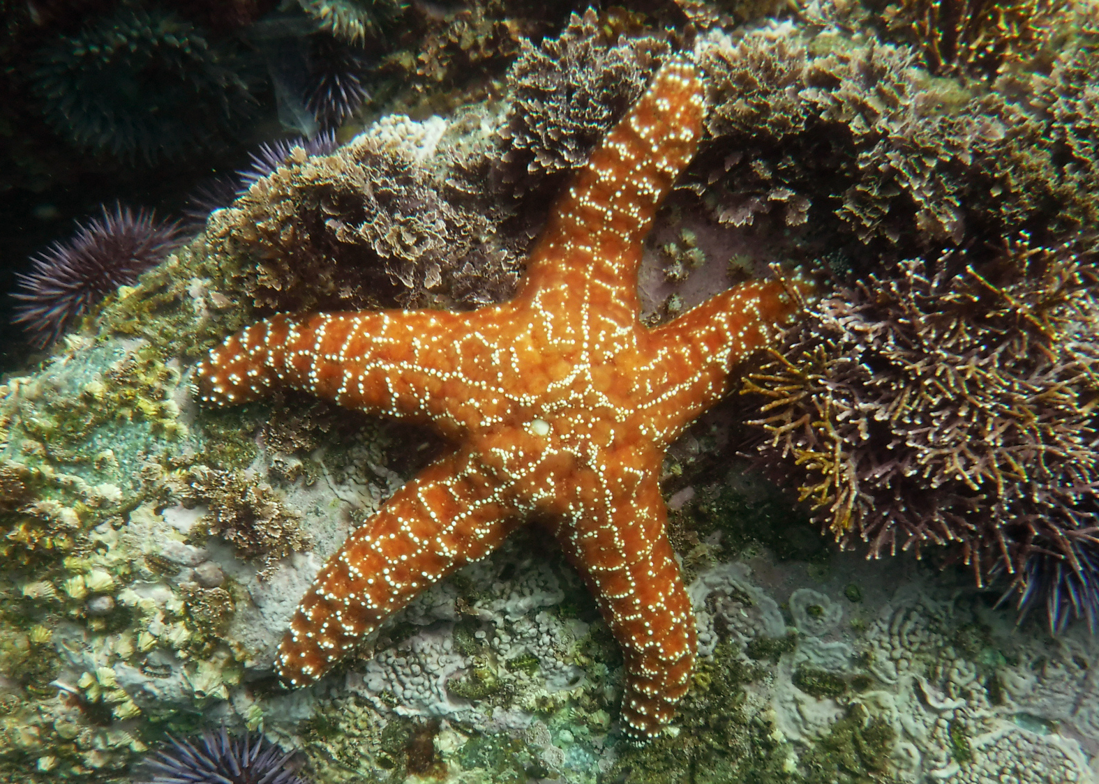 Ochre Sea Star | Cabrillo Marine Aquarium - San Pedro, California