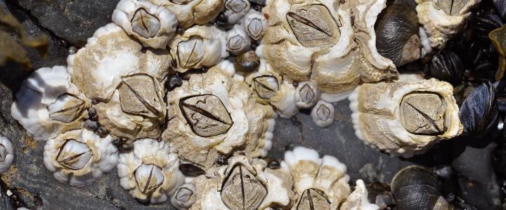 Acorn Barnacle