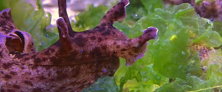 California Brown Sea Hare