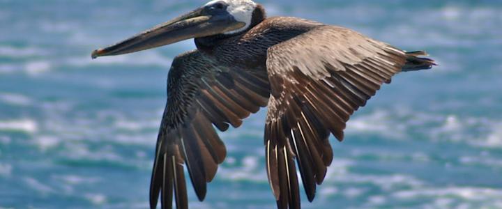 Brown Pelican