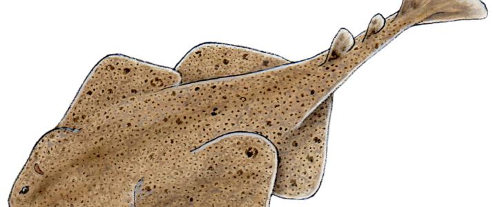 Pacific Angel Shark drawing