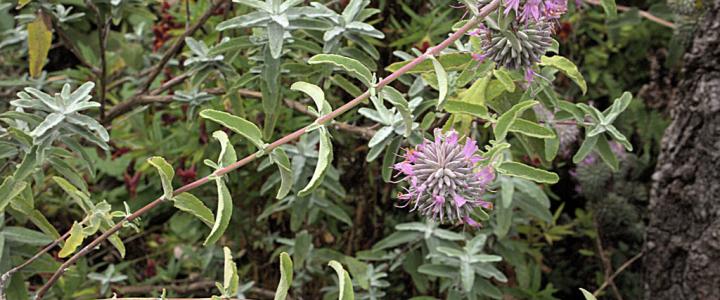 Purple Sage