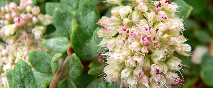 Seacliff Buckwheat