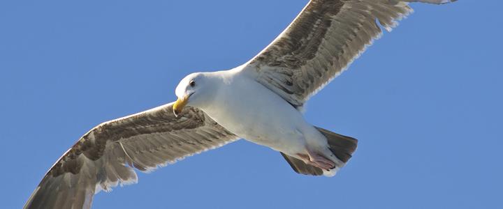 Western Gull