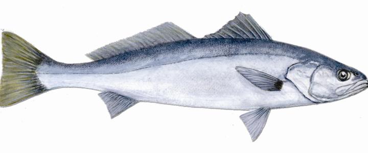 White Sea Bass drawing