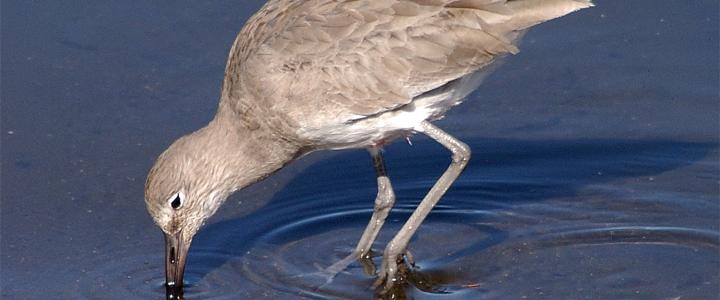 Willet