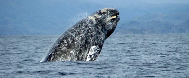 Gray Whale