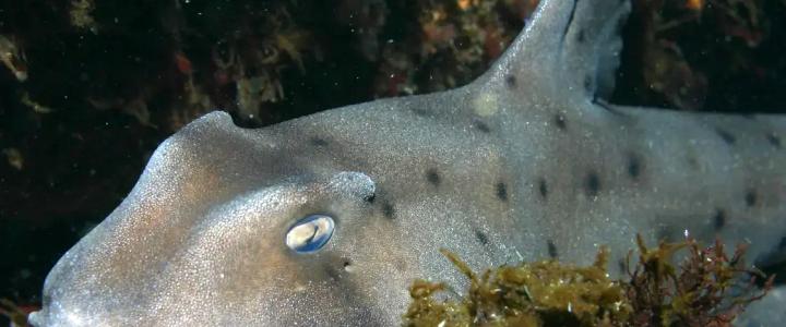 horn shark