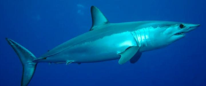 short fin mako shark