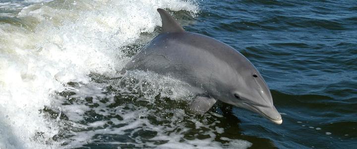 Bottlenose Dolphin