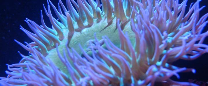 Green Sea Anemone