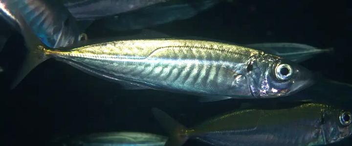 mackerel