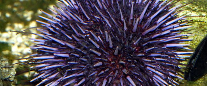 Purple Sea Urchin