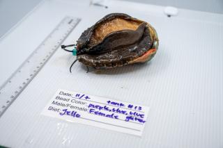 abalone study measure