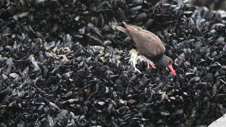 oystercatcher