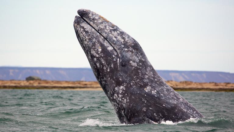 gray whale