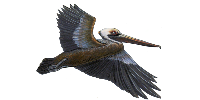 Brown Pelican flying