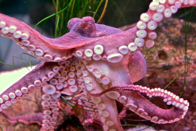 octopus in tank