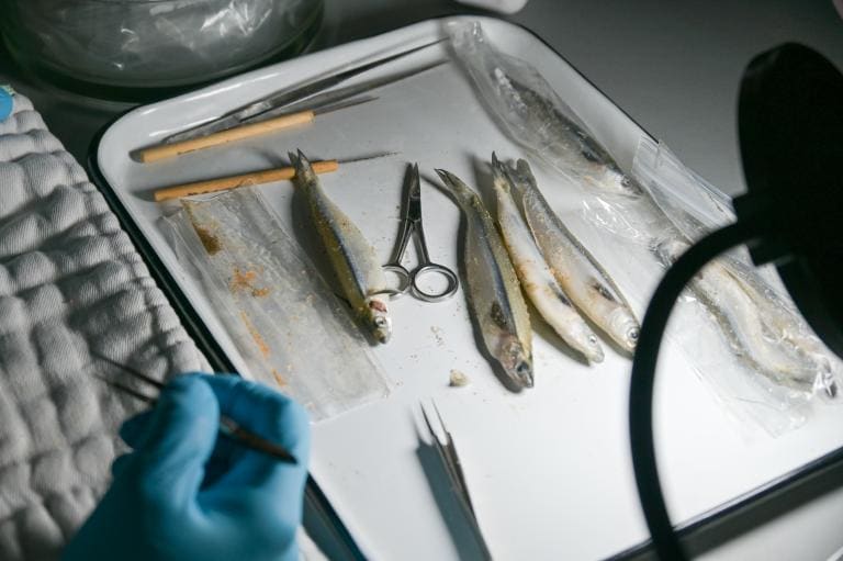 Fish Dissection