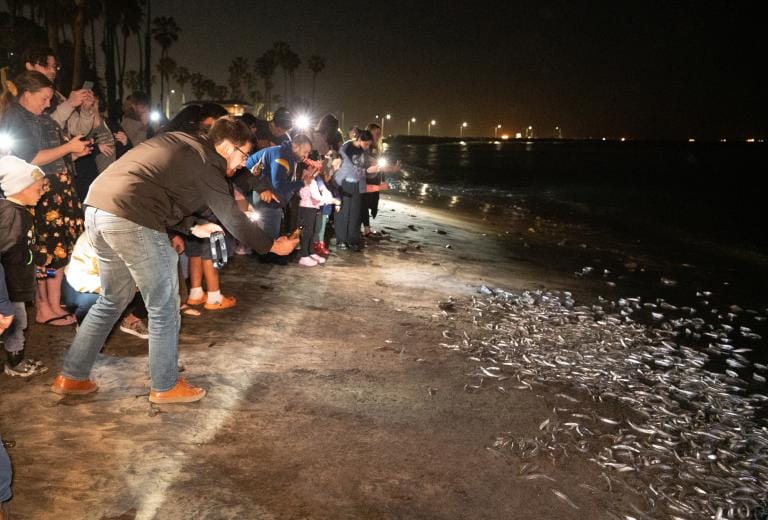 Meet the Grunion Cabrillo Marine Aquarium San Pedro, California