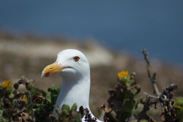 Western Gull Nesting