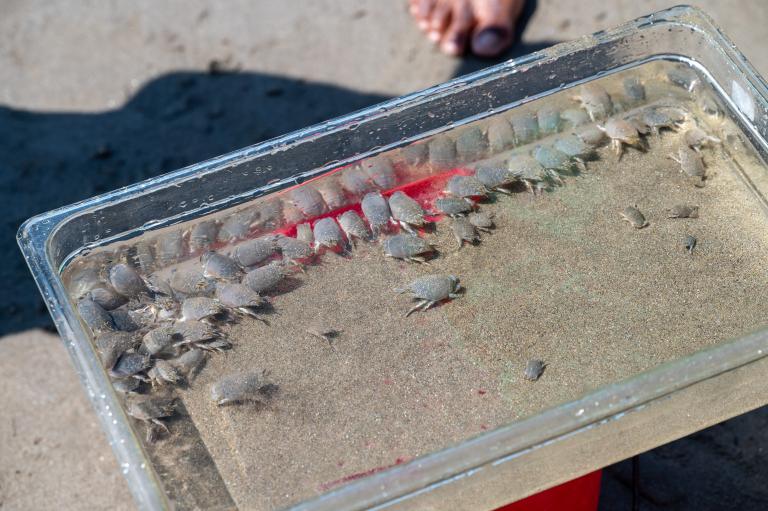 Sand Crabs in a tray