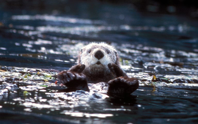 Sea otter