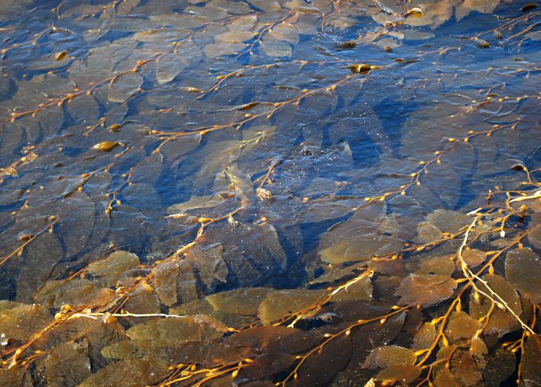kelp in ocean